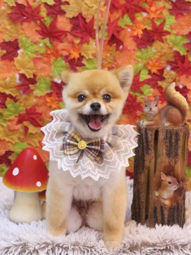 20241130たぬきちくん